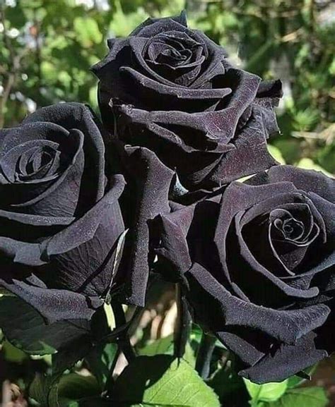 schwarze rose echt